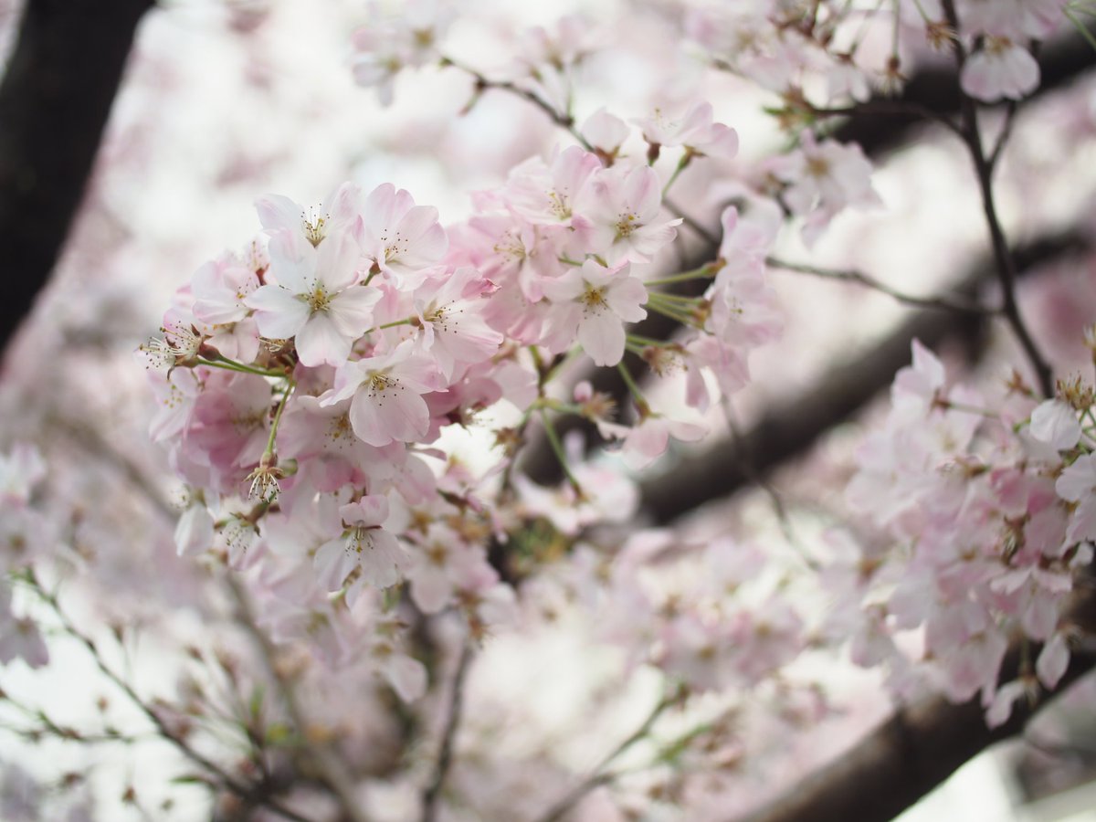 しらとり tweet media