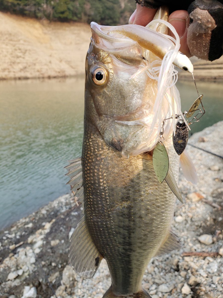 masa13873159's tweet image. 久しぶりに釣れた⤴️

サイズはともかく嬉しい😆

和さんのキャップもやっと入魂(笑)

ビーブル×イージーシャイナー
#ボトムアップ
#KEITECH
#バス釣り