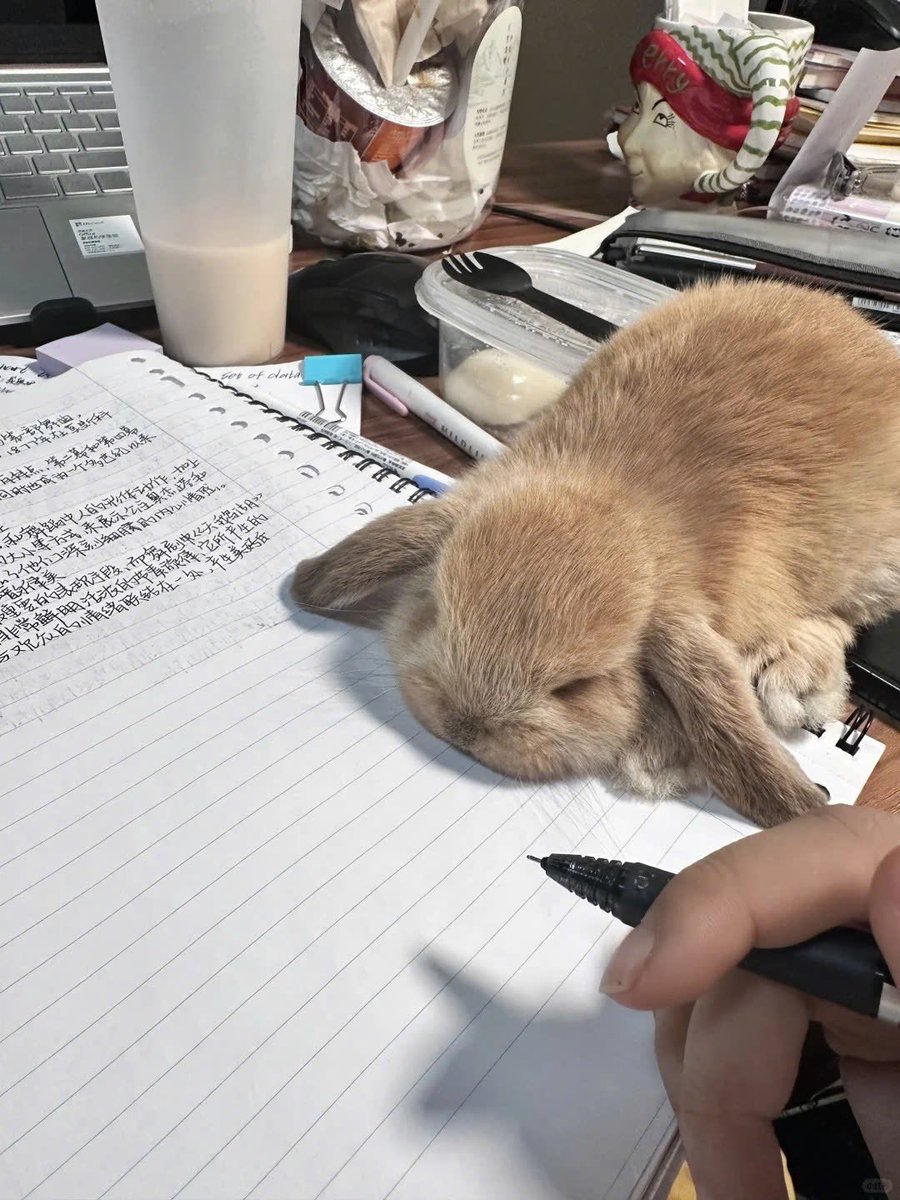 Why you should have a rabbit tweet media