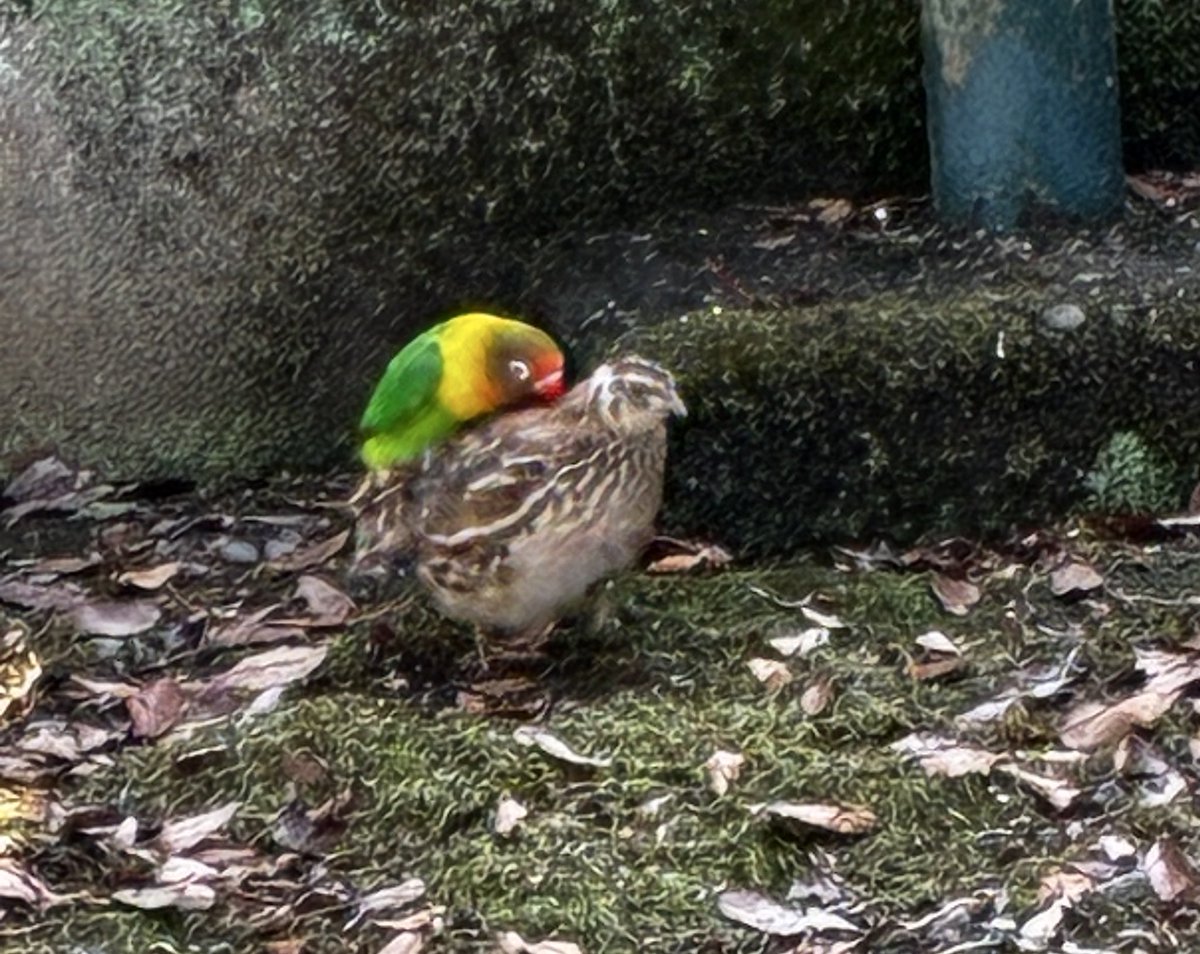 斧塚リント🕊📚鳥が好きなVTuber tweet media