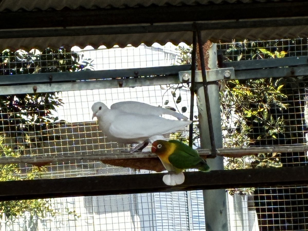 斧塚リント🕊📚鳥が好きなVTuber tweet media