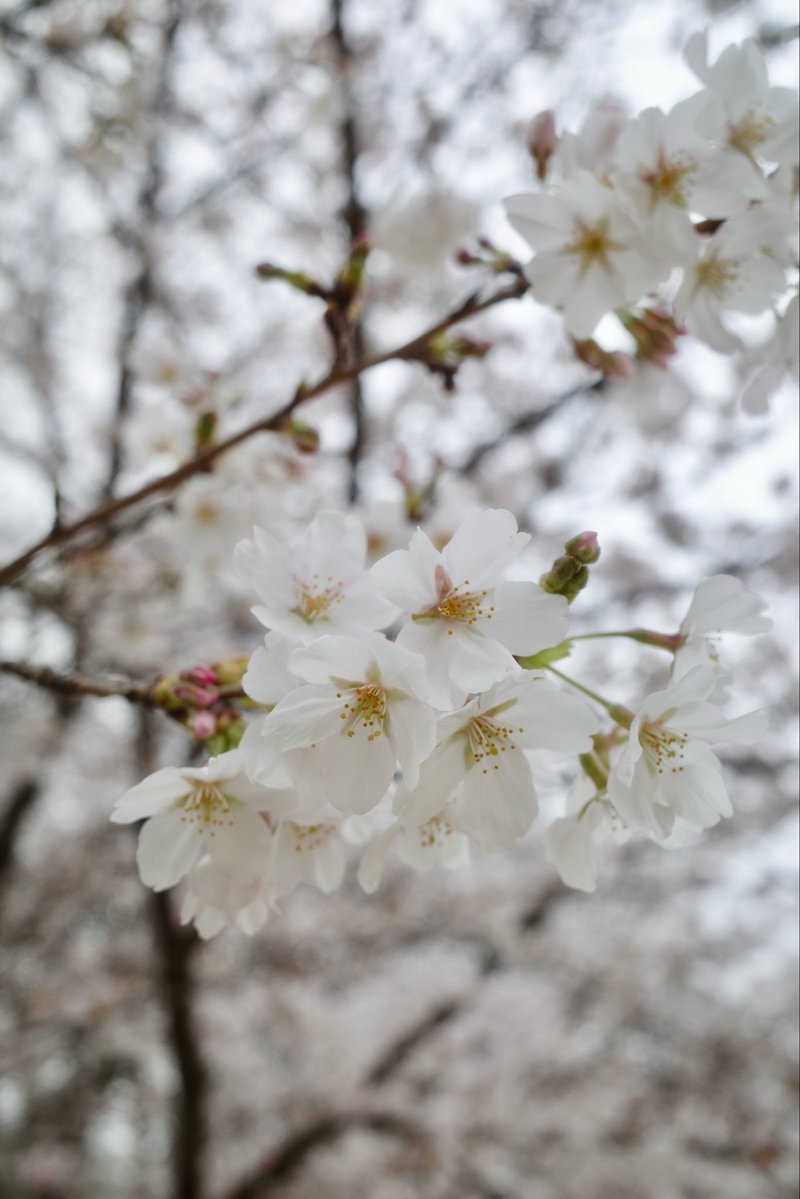 世田谷美術館 tweet media