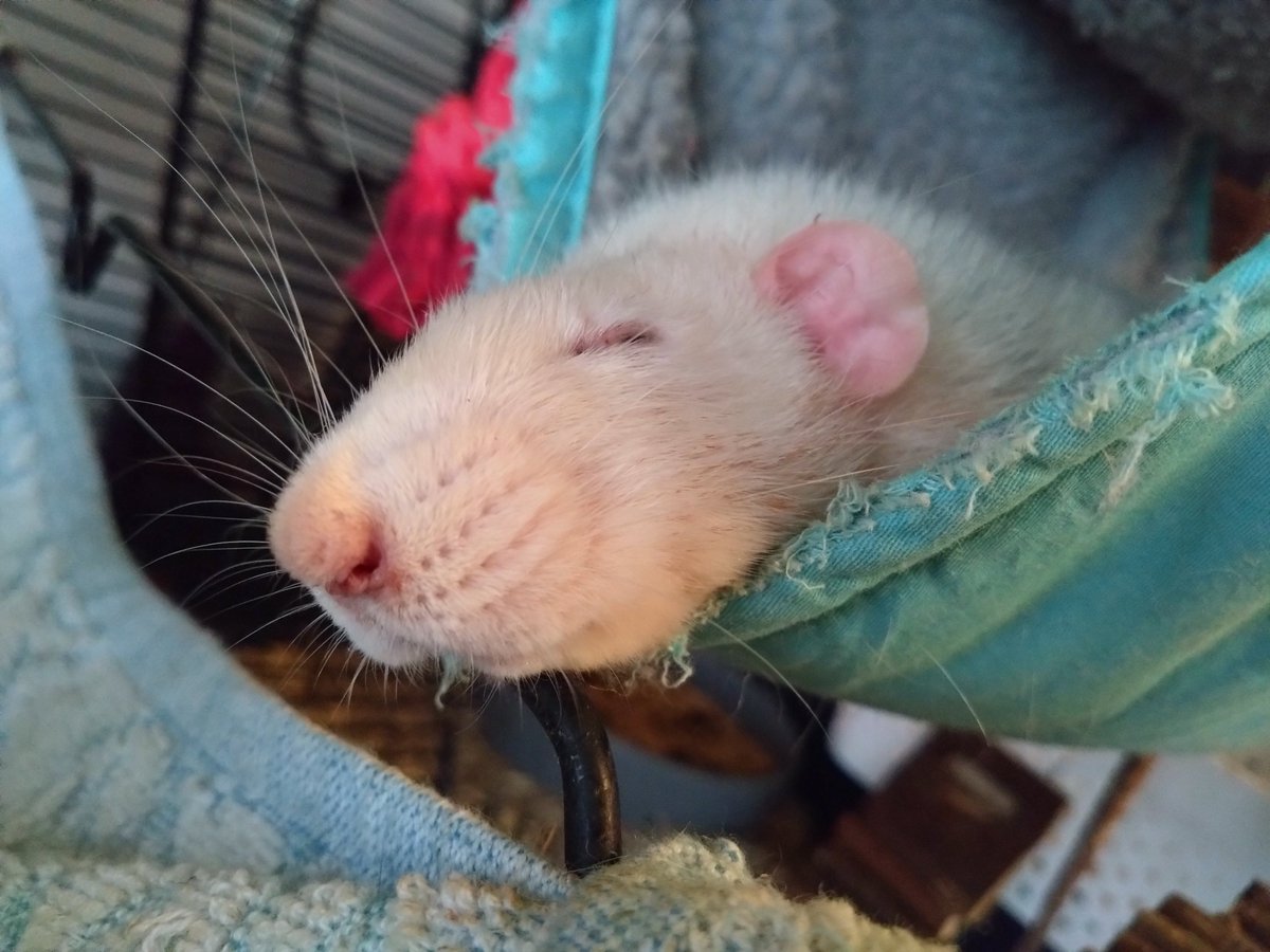 Greytail - Rattus Invictus! tweet media