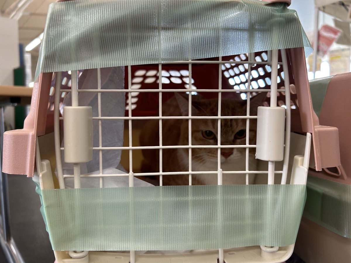 3月28日本日横浜市動物愛護センターより4匹連れて帰ってきました。

先日9匹を引き取ってきましたが、
まだセンターに約70匹いると知り、
本日、その中から4匹を引き取ってきました。

猫が約100匹。
かなり大きな崩壊現場です。

勿論、ケットシーだけではなく横浜市の登録団体にも連絡が入り、