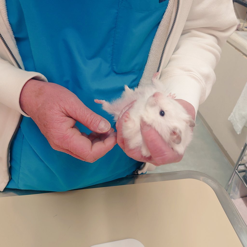 FukushimaAH's tweet photo. 七草ちゃん🐹健康チェック
今朝、食欲がイマイチだったため健康チェックを行いました。
1才４ヶ月　体重164g
結果は異常なしでした✨️
春は気圧の変動が大きいのでそれが影響しているものと思われます
お昼過ぎから普段通りご飯を食べています♪

#ふくしま動物病院
#ハムスター https://t.co/08ENF1q8ng