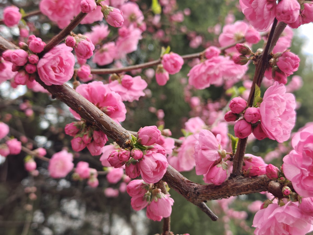 MindForge (曼福吉) tweet media