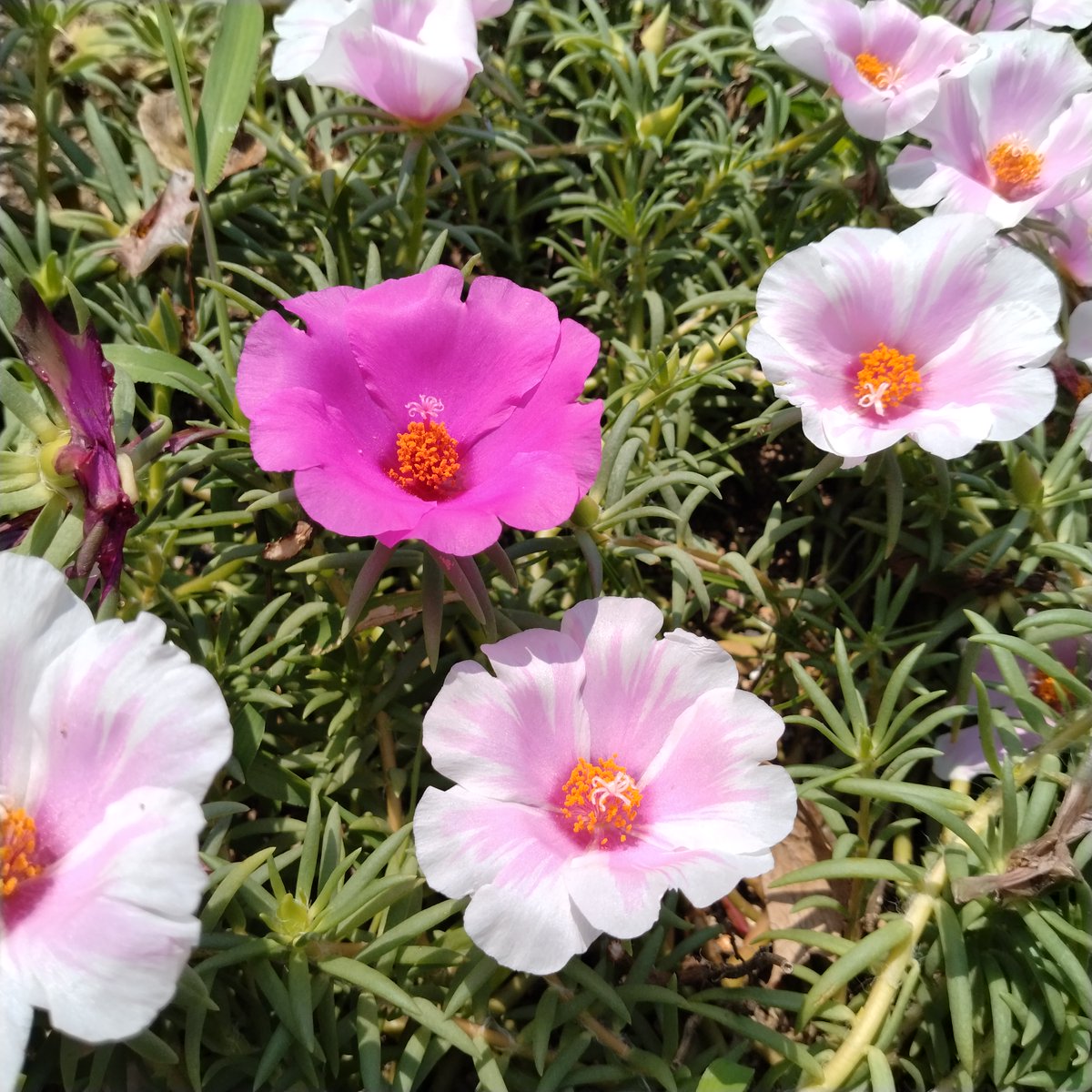 takunyan_jp's tweet image. 🌼きょおのお花🌼

きょおも一日、

シアワセに過ごせますよおに🍀

#花
#flowers
#植物
#自然
#自然が好き