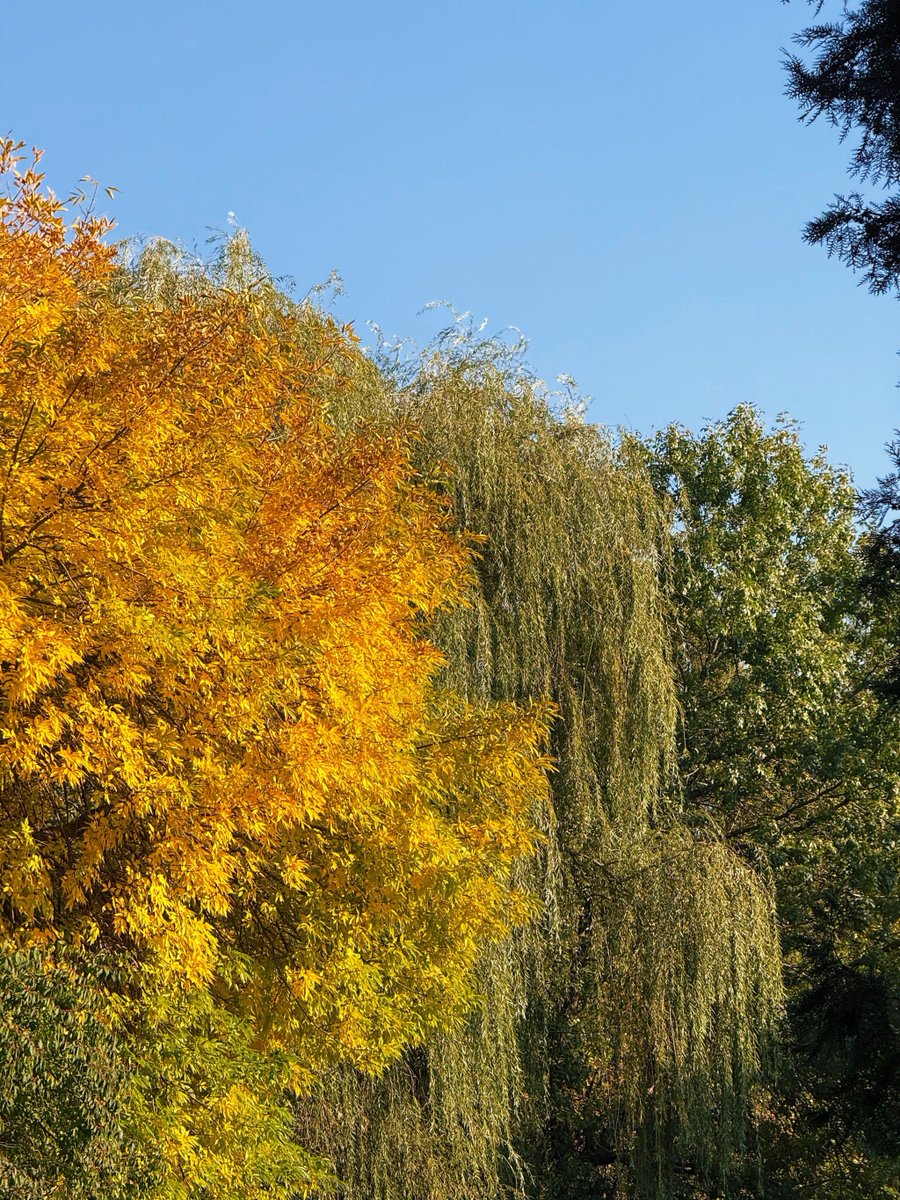 Danilo Lodato tweet media