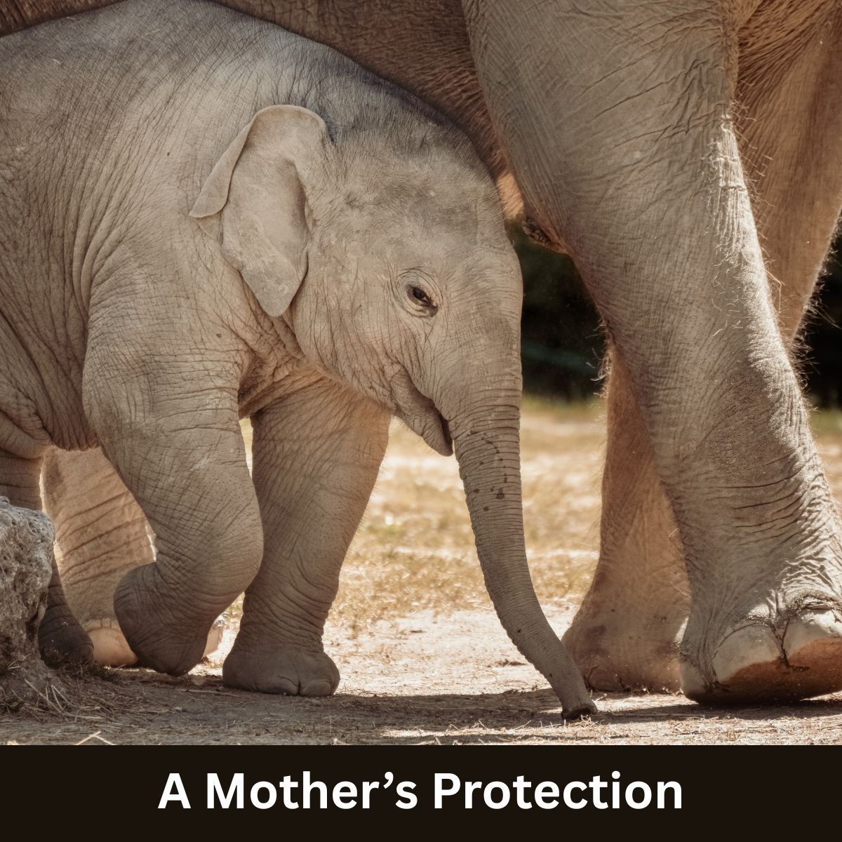 GAPTours's tweet photo. A Mother’s Protection
A baby elephant walking beside its mother is a beautiful symbol of love and protection. The calf stays close, learning, feeling safe, and guided every step of the way through the wild. 

#SafariExperience #KrugerPark #NatureLovers #GAPToursAndTransfers https://t.co/Uoh4w7SjRr