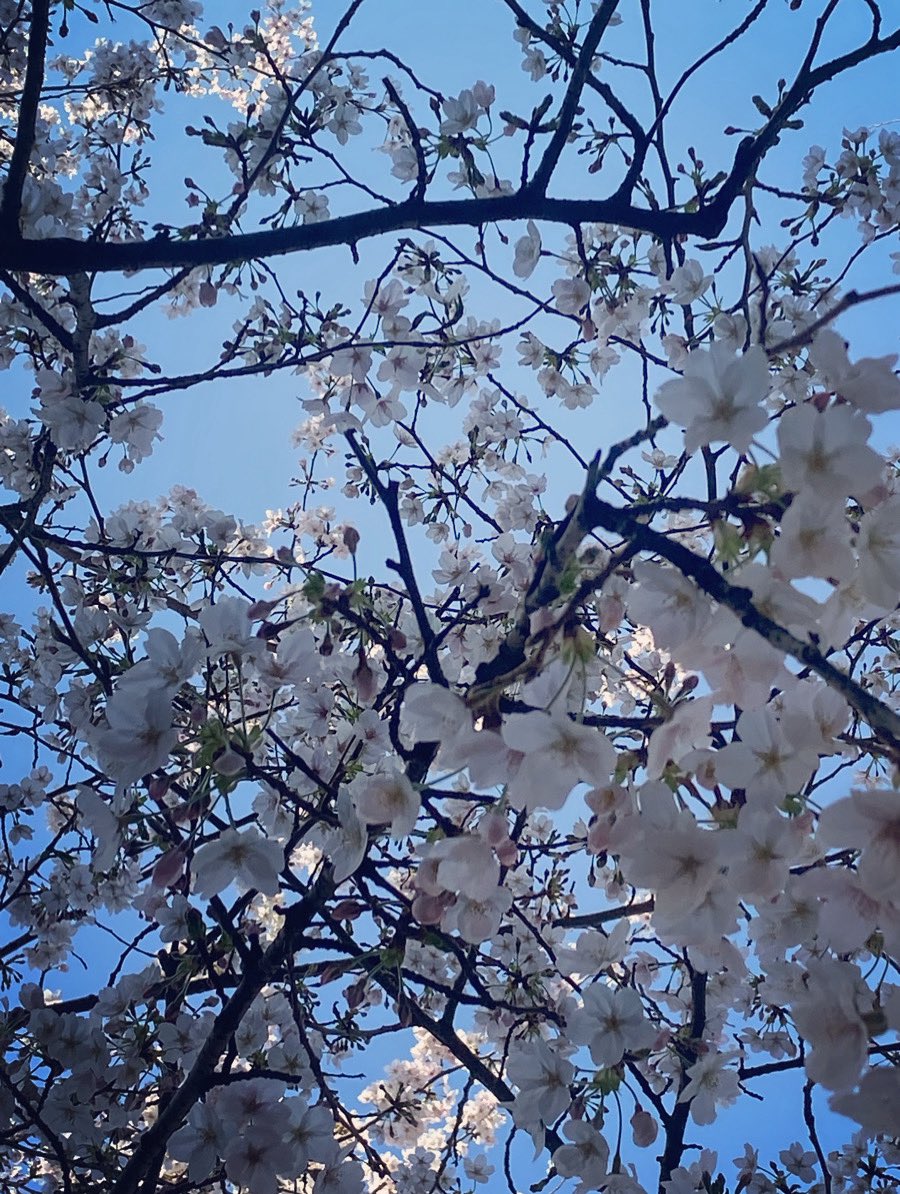spring pink song🌸 
#桜