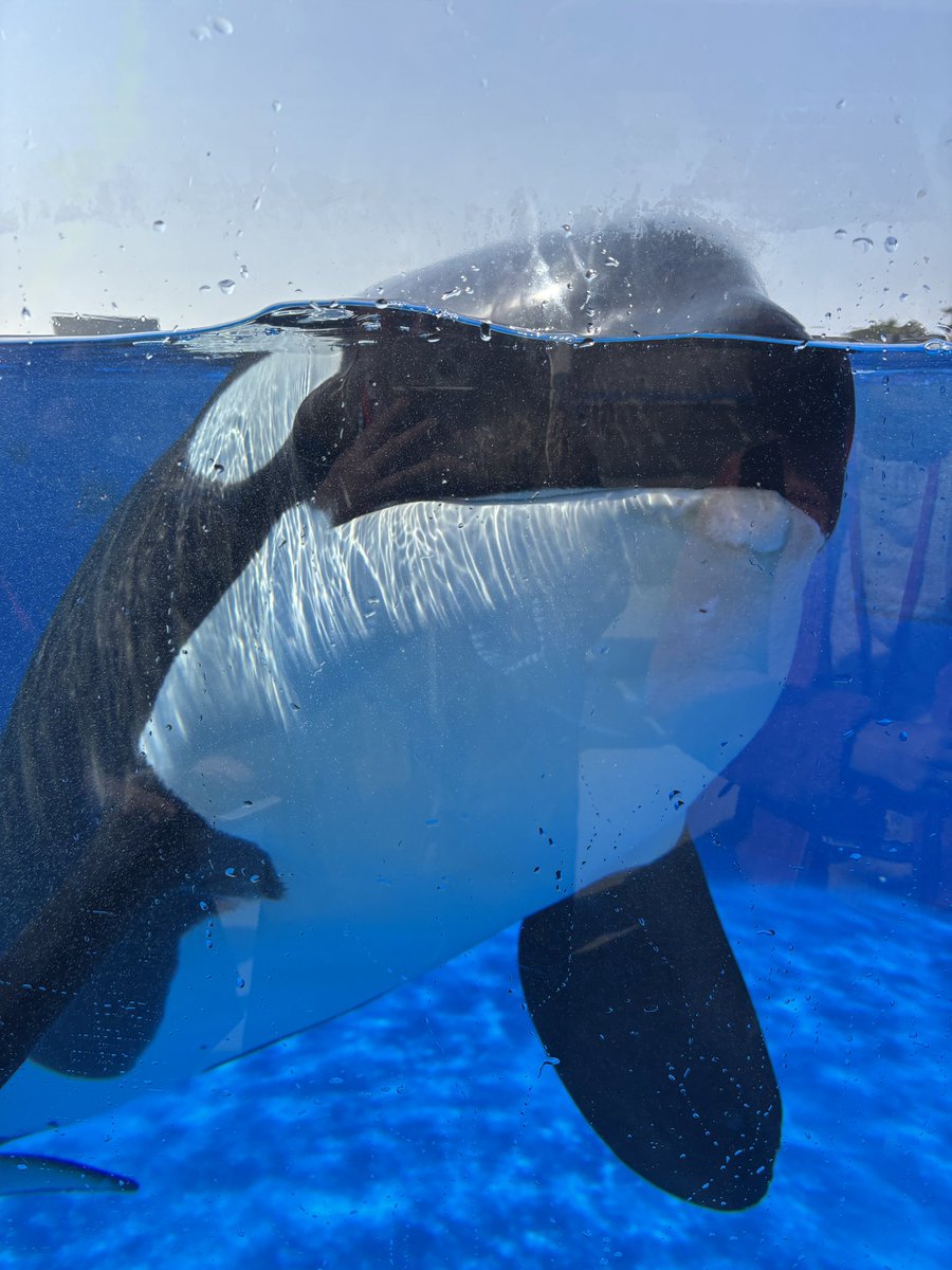 奇跡のファンサ！！
セルフィーしてたら見にきてくれたステラ🖤
そのあともずっとご機嫌でプールの端までお見送りについて来てくれたんだよー😭
お口開けて見せてくれたり本当に幸せだった🖤