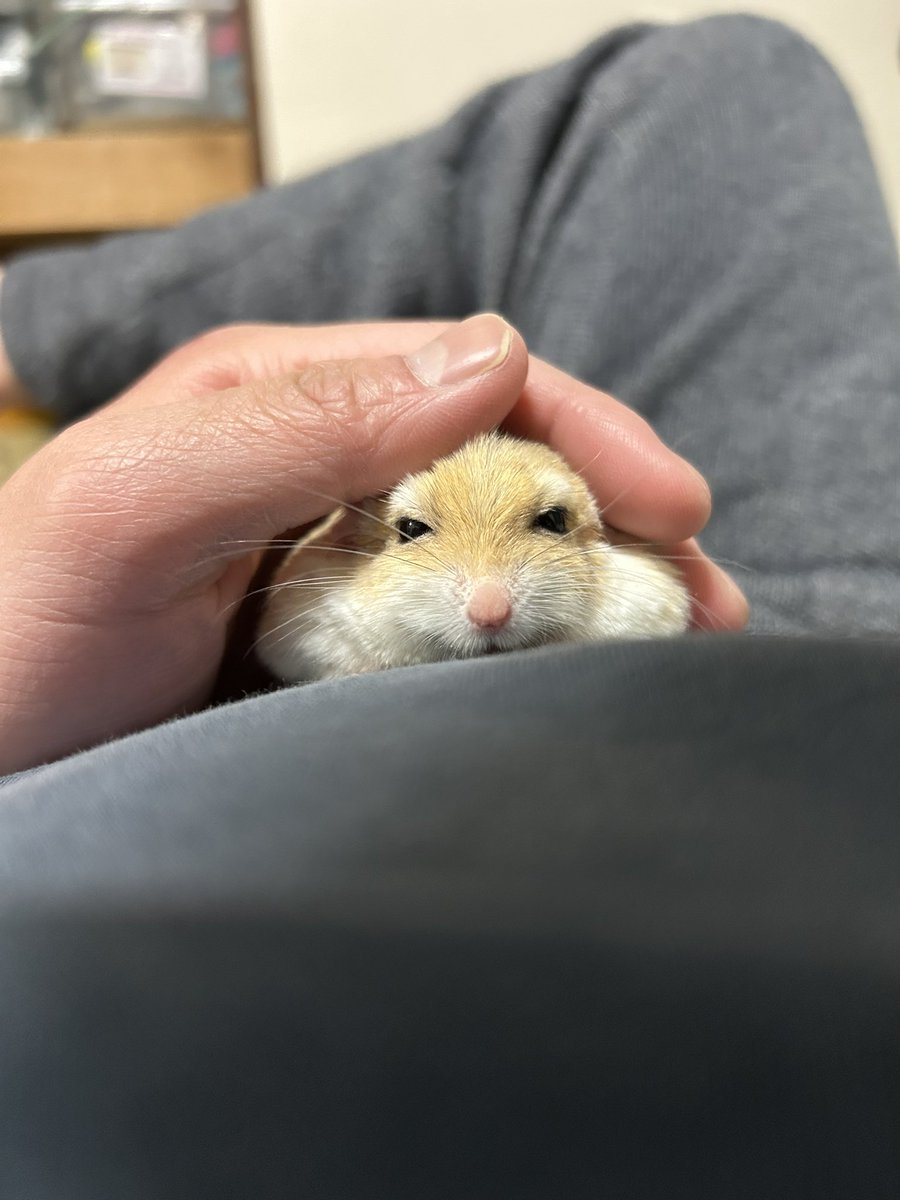 郡南蛮田 平平(ぐなんばんでん　へいぺい) tweet media