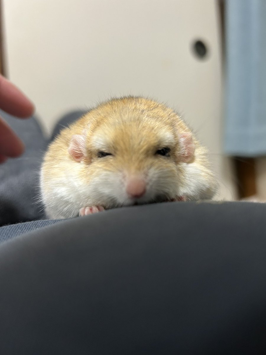 郡南蛮田 平平(ぐなんばんでん　へいぺい) tweet media