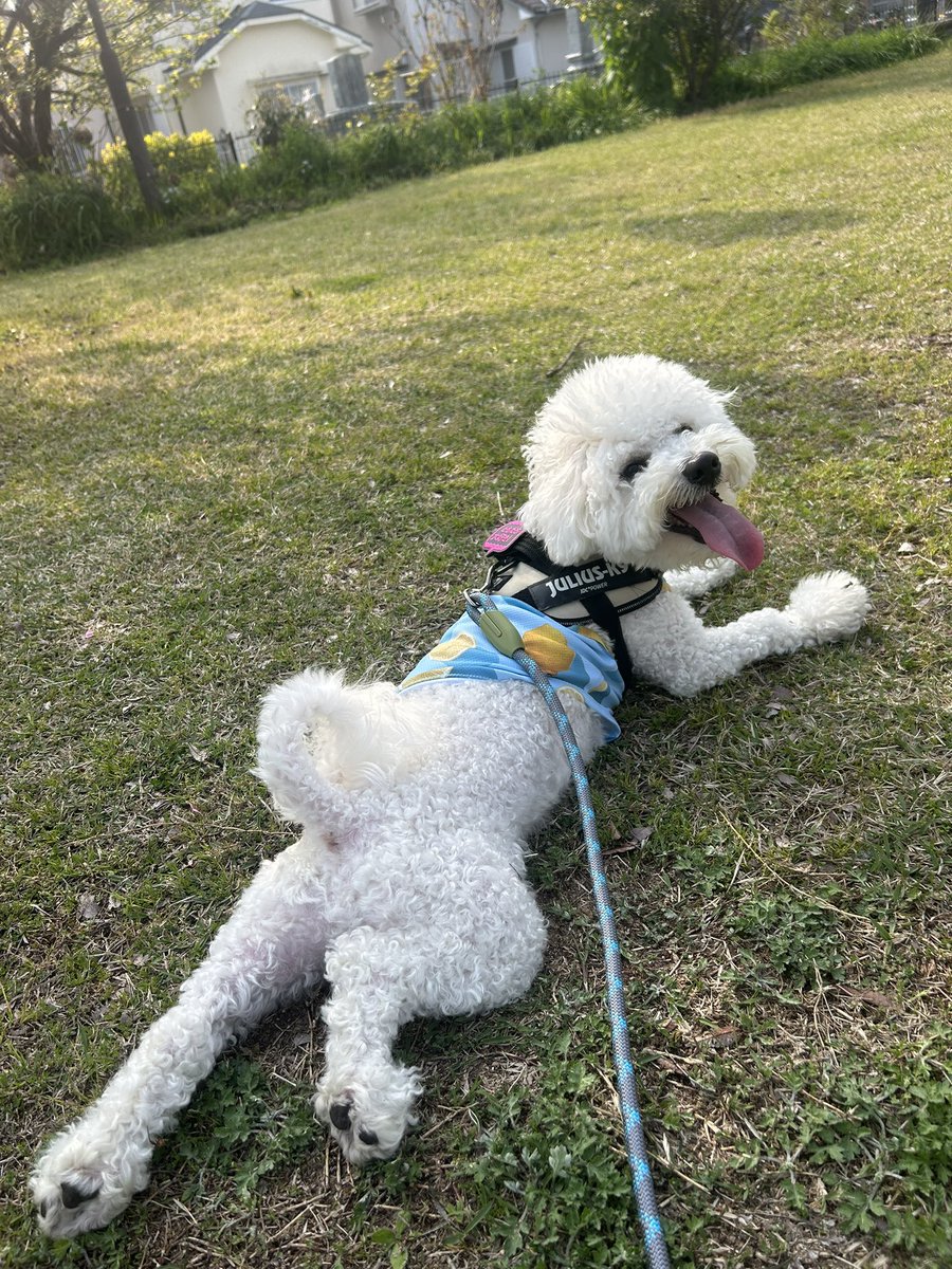 はんぺん🍢陽気な犬 tweet media