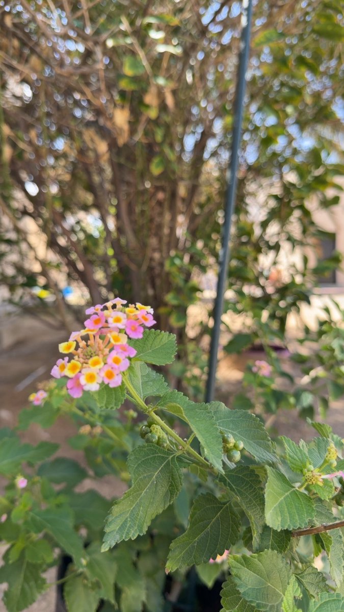 حسن ظبيك 📸 🎥 tweet media