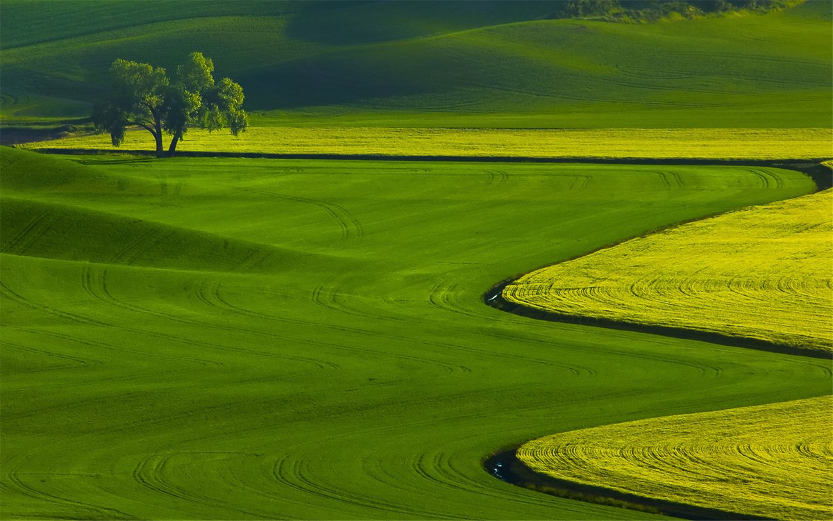 nenemule1 tweet media