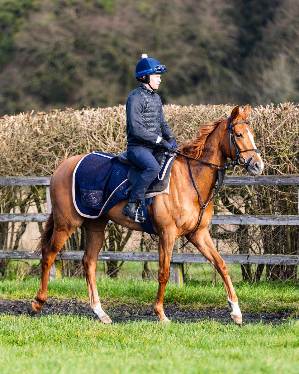 Kingsdown Stables tweet media
