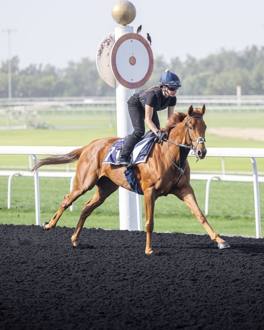 Kingsdown Stables tweet media
