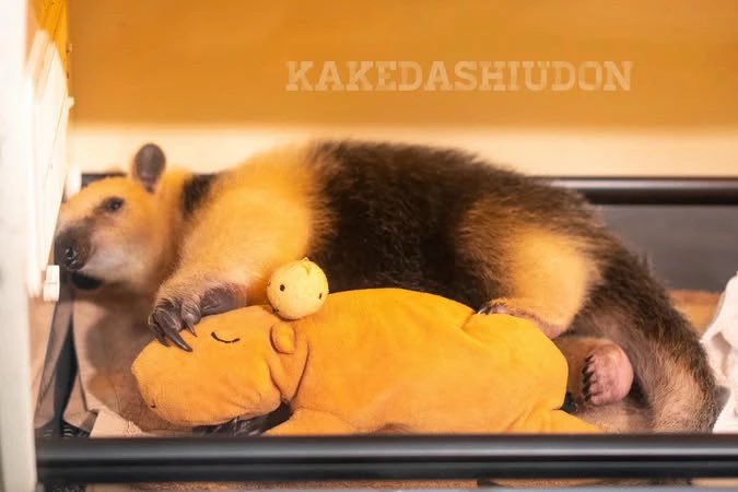 はなまるかけだしうどん tweet media