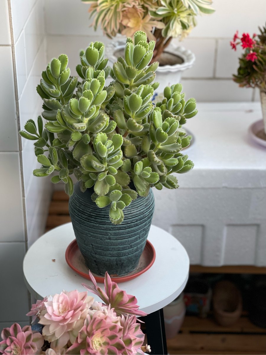 Lauren Breland tweet media