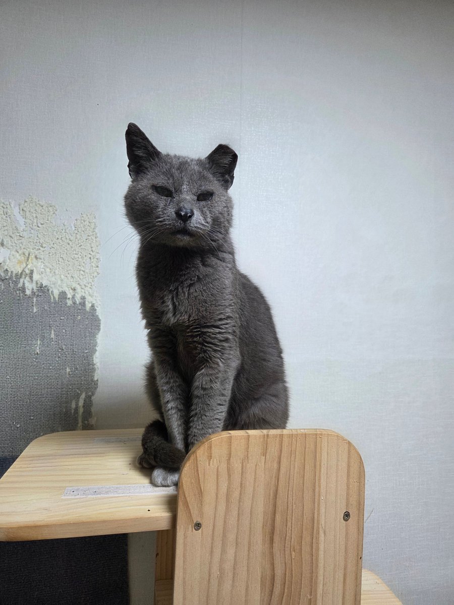 가족찾는🐱냥🐶멍이들 대구망고네 tweet media