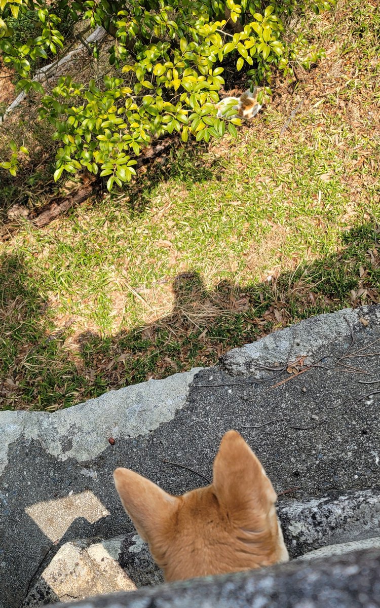 瀬戸兎ゆめ🫒🐇登録者数が島人口を越えたい香川県ご当地VTuber（巣：小豆島） tweet media