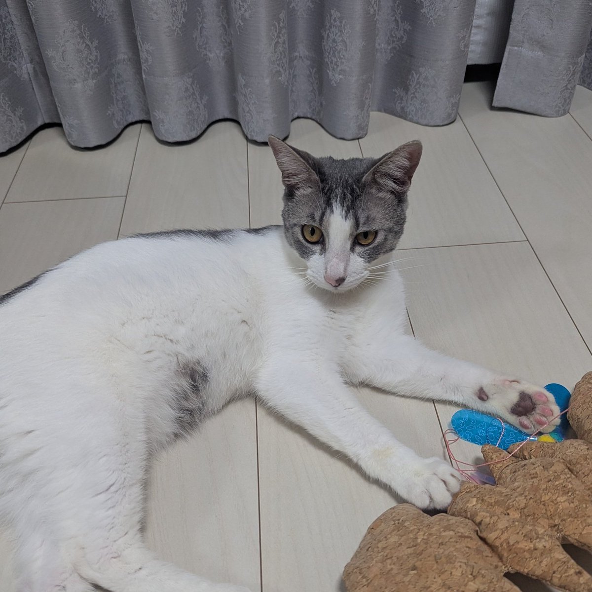 berryowl's tweet photo. 新しい家族です！
#保護猫 https://t.co/j2aB1lc4rF