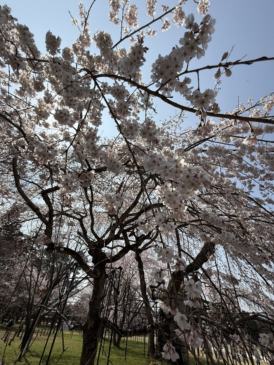 Shiki_1111 tweet media