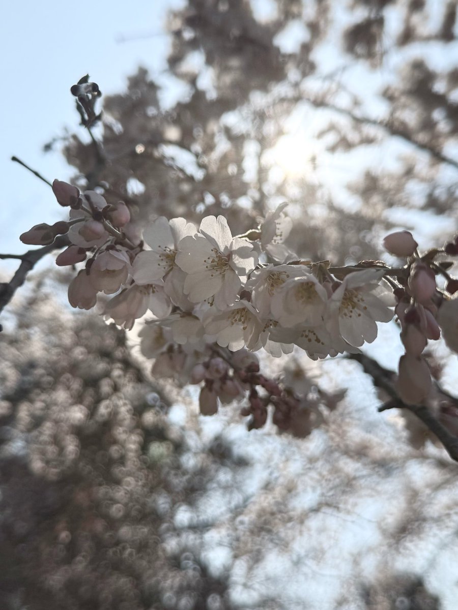 Shiki_1111 tweet media