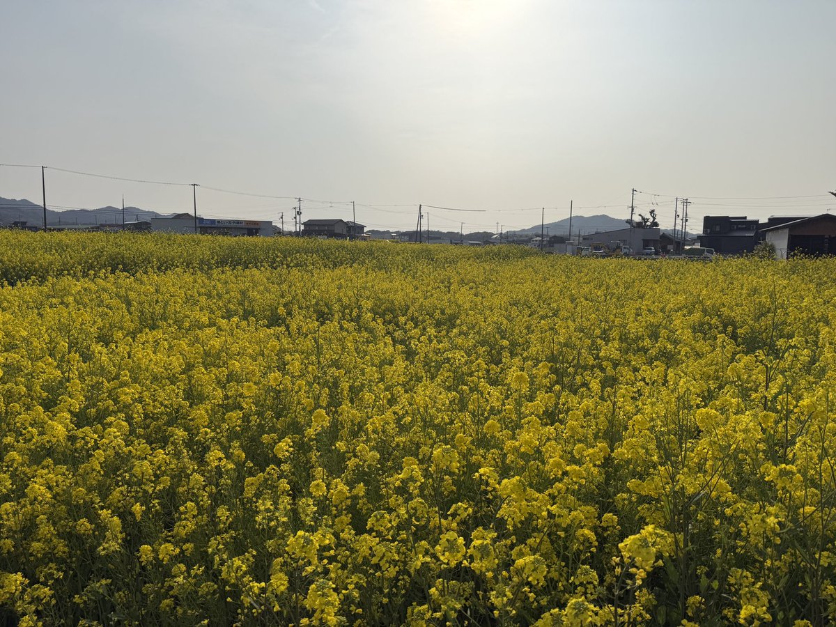 gakuchan0212's tweet photo. 洲本市大野にある #菜の花迷路 に行ってきました。
満開の菜の花でできた迷路はあまり難しくなく気分転換にちょうど良いです(おっさんなので体力ないし💦)
#おっさんの休日
#ハーレーダビッドソン #FXDF #FATBOB #菜の花 https://t.co/DPxvtw9mS2