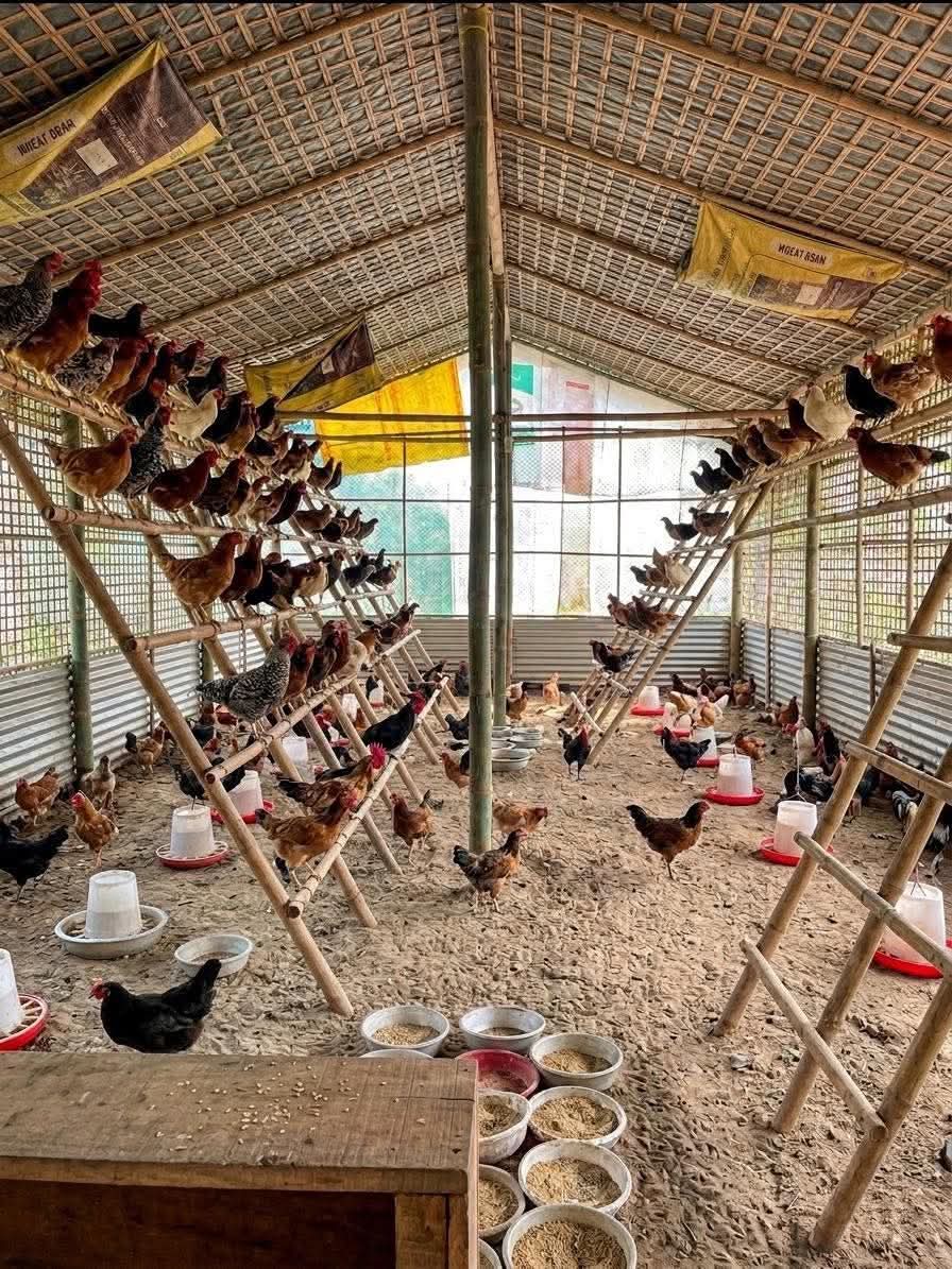 krix krox tweet media