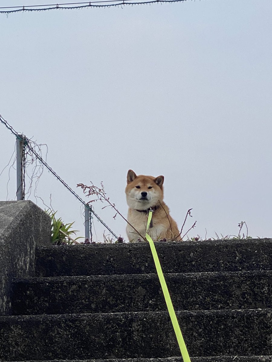 🐮ヒポポタスごりたま🐮 tweet media