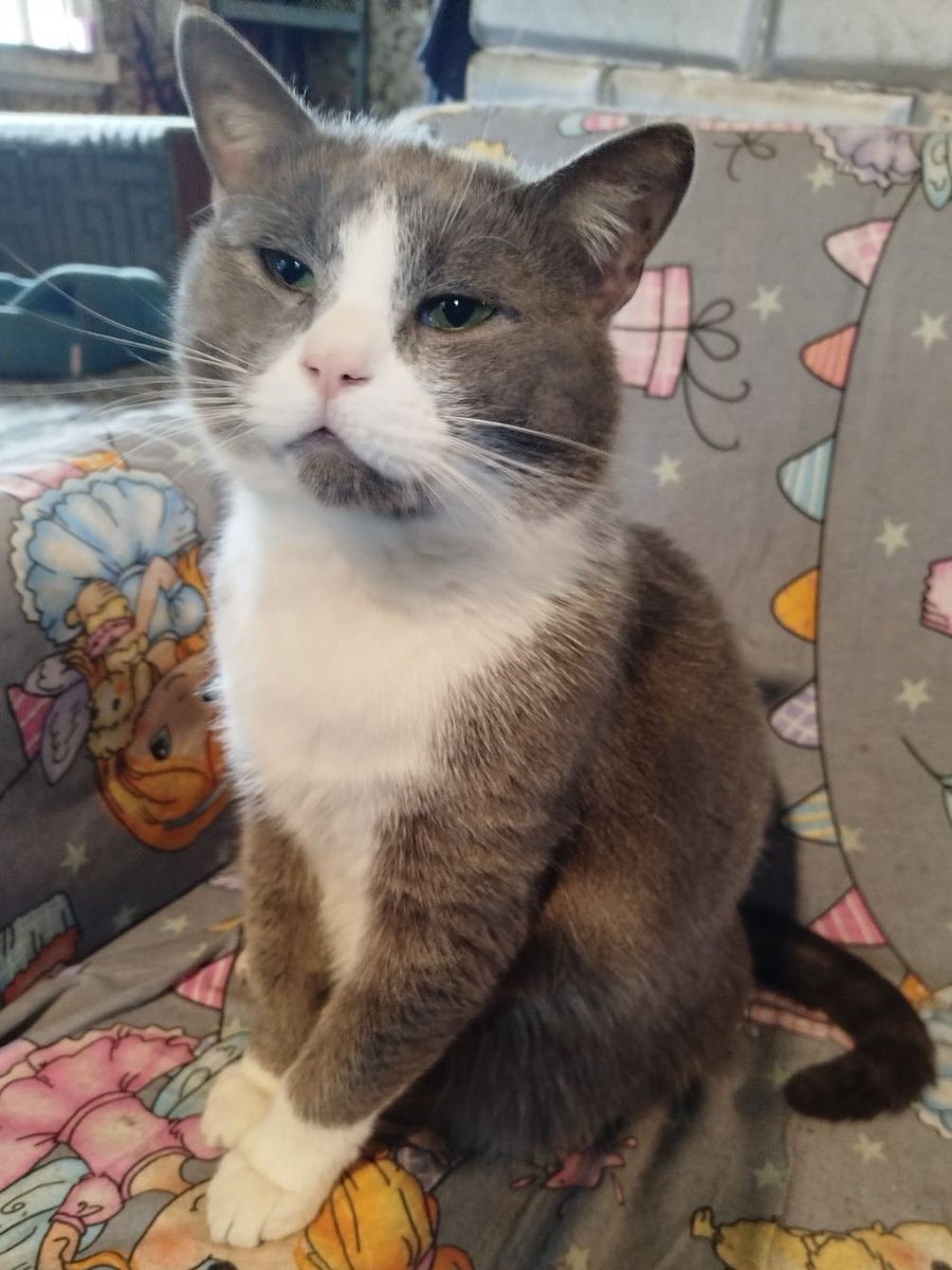 Кот Шурик из Беловежской пущи и его большая семья tweet media