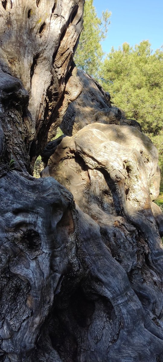 Ramon Blom 🇪🇸🌻🕉️ tweet media