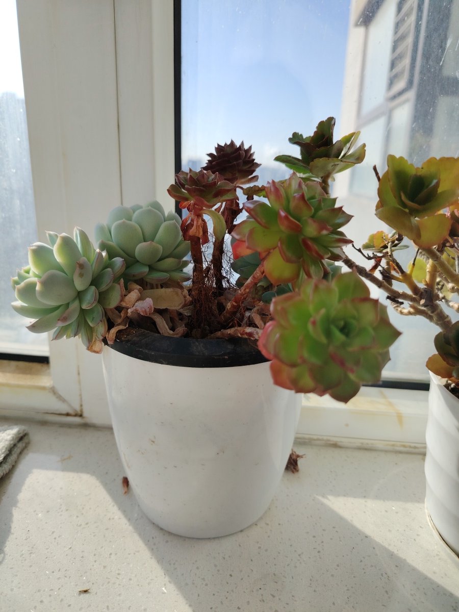 Angelo Fioretti tweet media