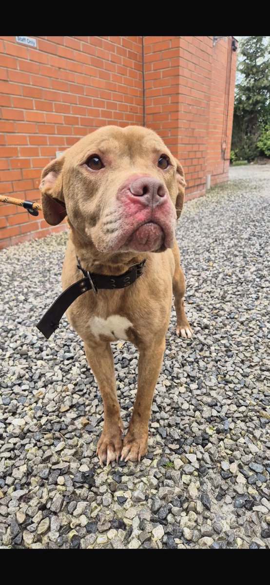 Animal Adoptions UK 🐕‍🦺🐈🐎❤️ tweet media