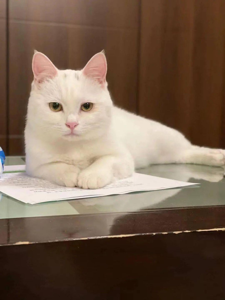 Bahsine Güncel Giriş tweet media