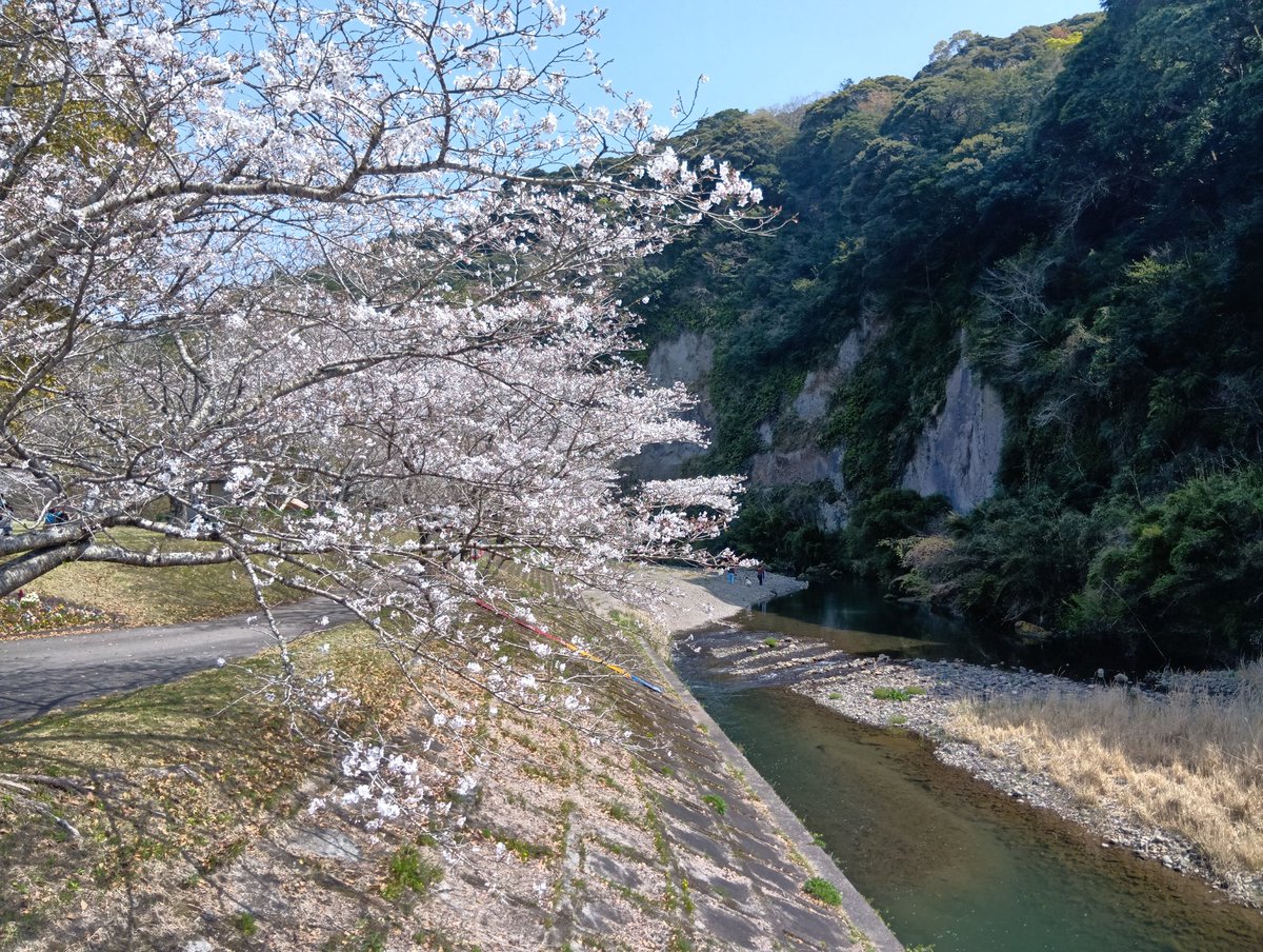 oshirop_q's tweet photo. 春です🌸 https://t.co/lYH2EpUh8l