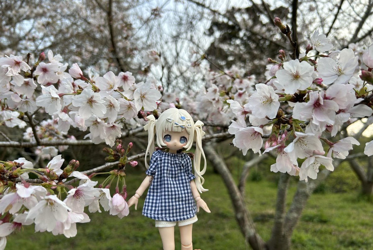 カメの里:3/21アイドール東京D09〜10 tweet media