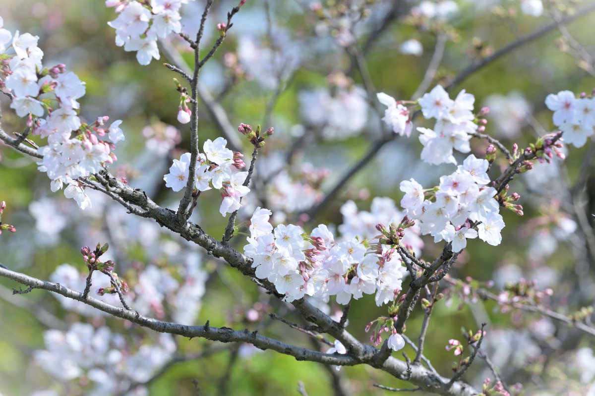 笹川裕昭 tweet media