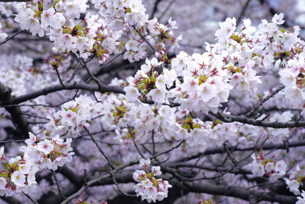 HIDEO_KOJIMA tweet media