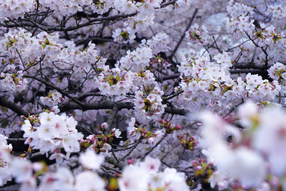 HIDEO_KOJIMA tweet media