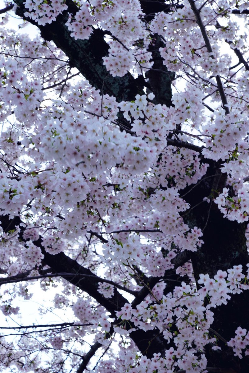 HIDEO_KOJIMA tweet media