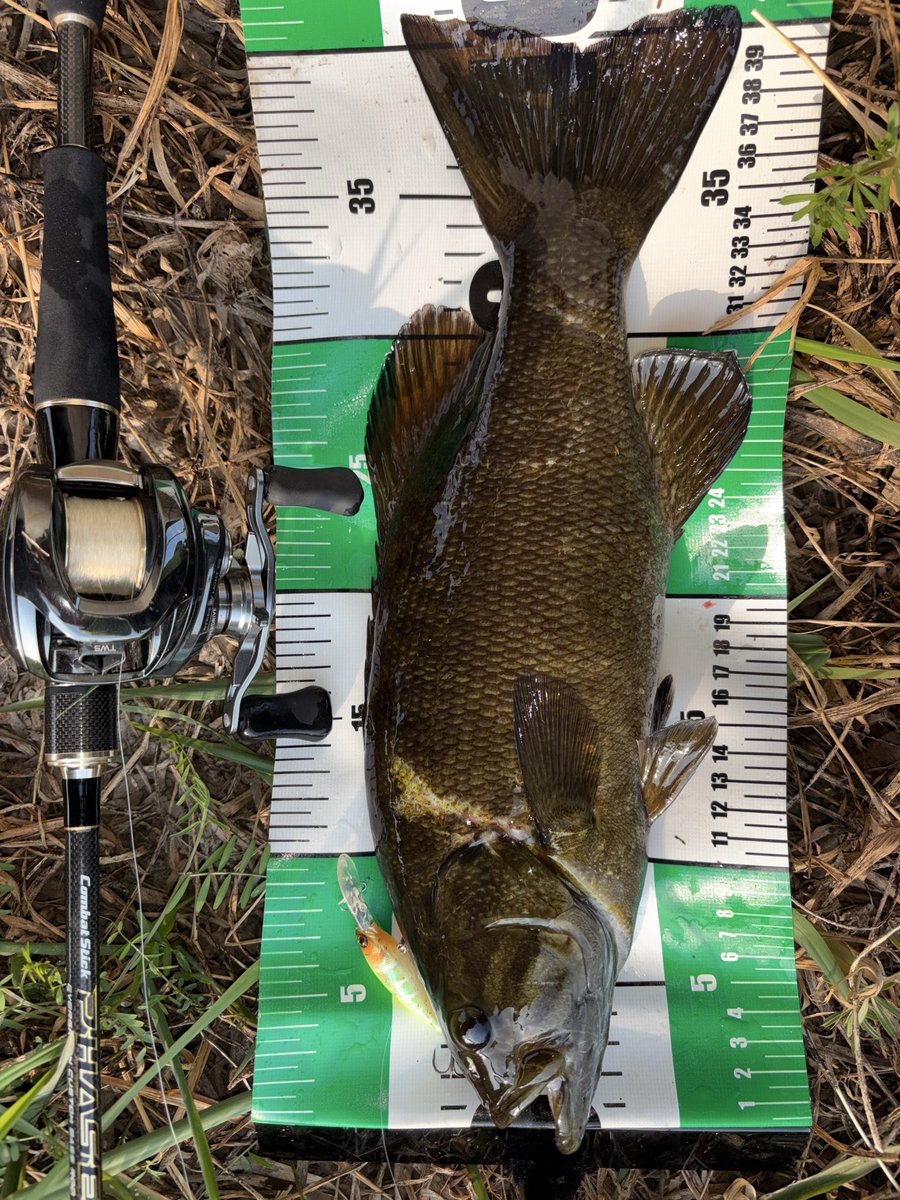 ステラおじさん tweet media