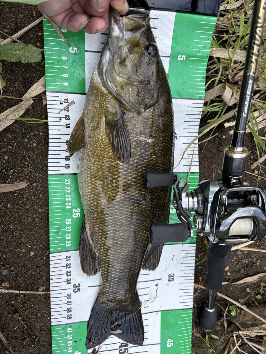 ステラおじさん tweet media