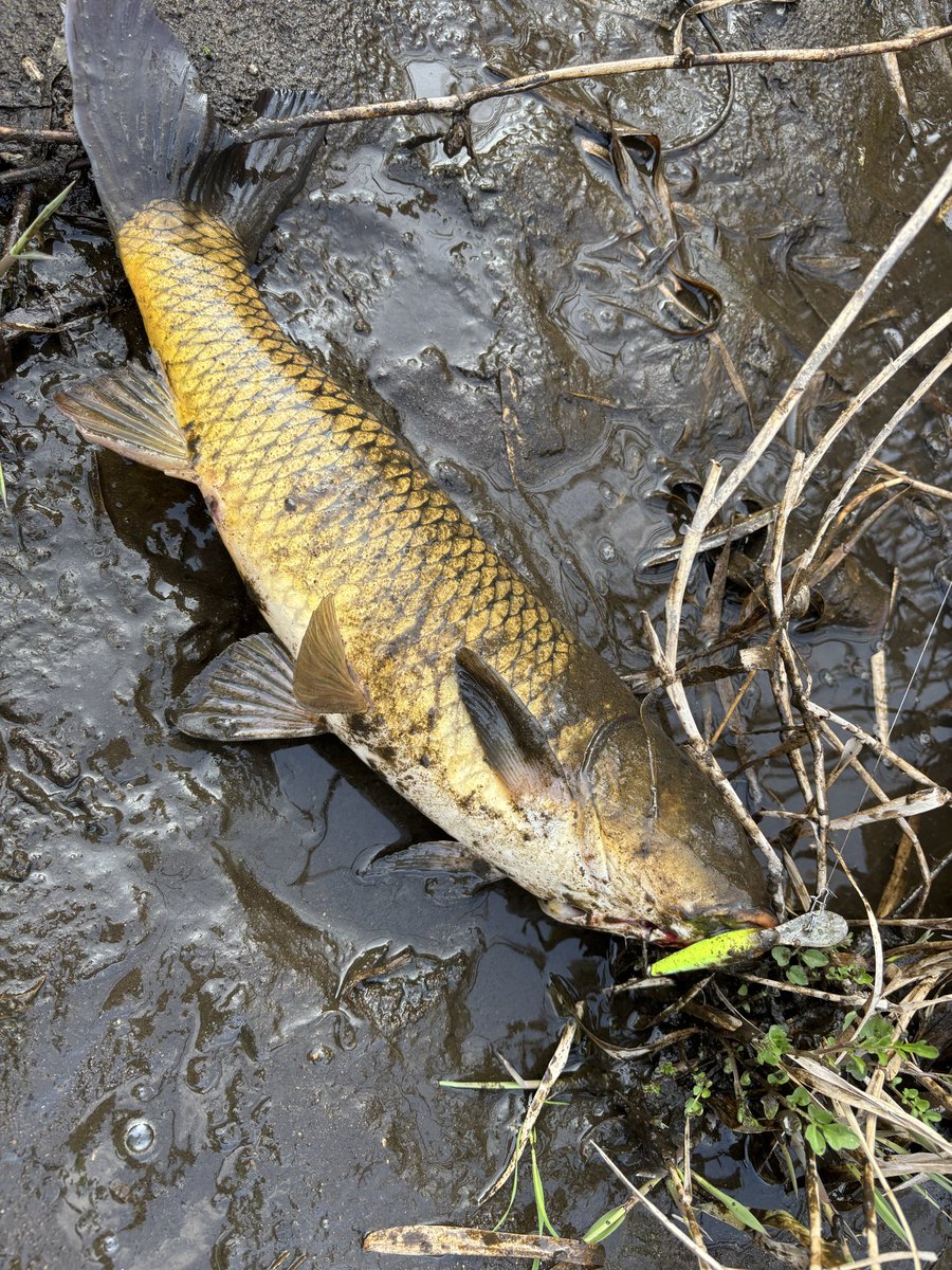 ステラおじさん tweet media