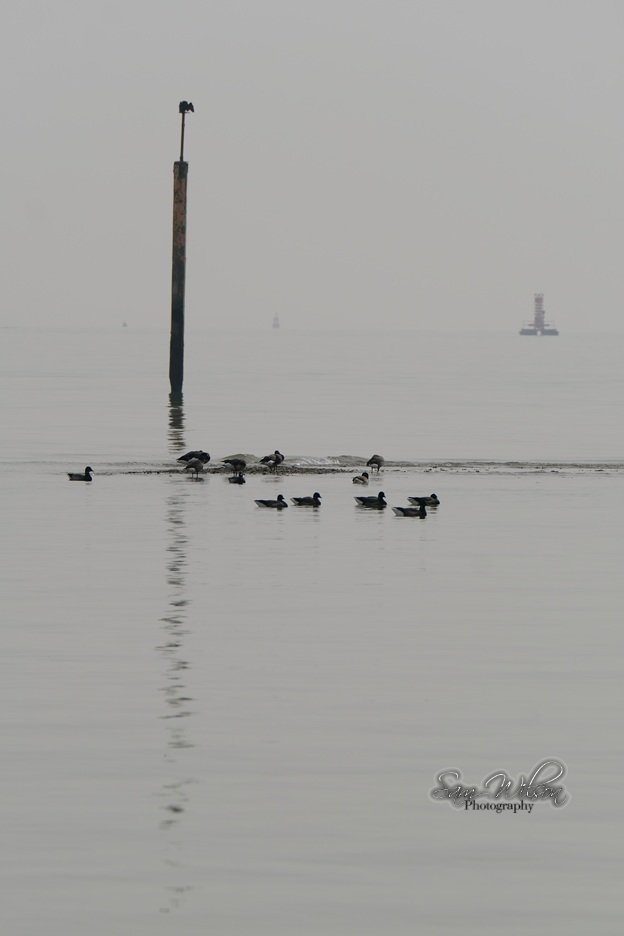 SamWlandscapes's tweet image. There was a mist at Calshot on Monday creating a minimalist feel #coastalphotography #landscapes