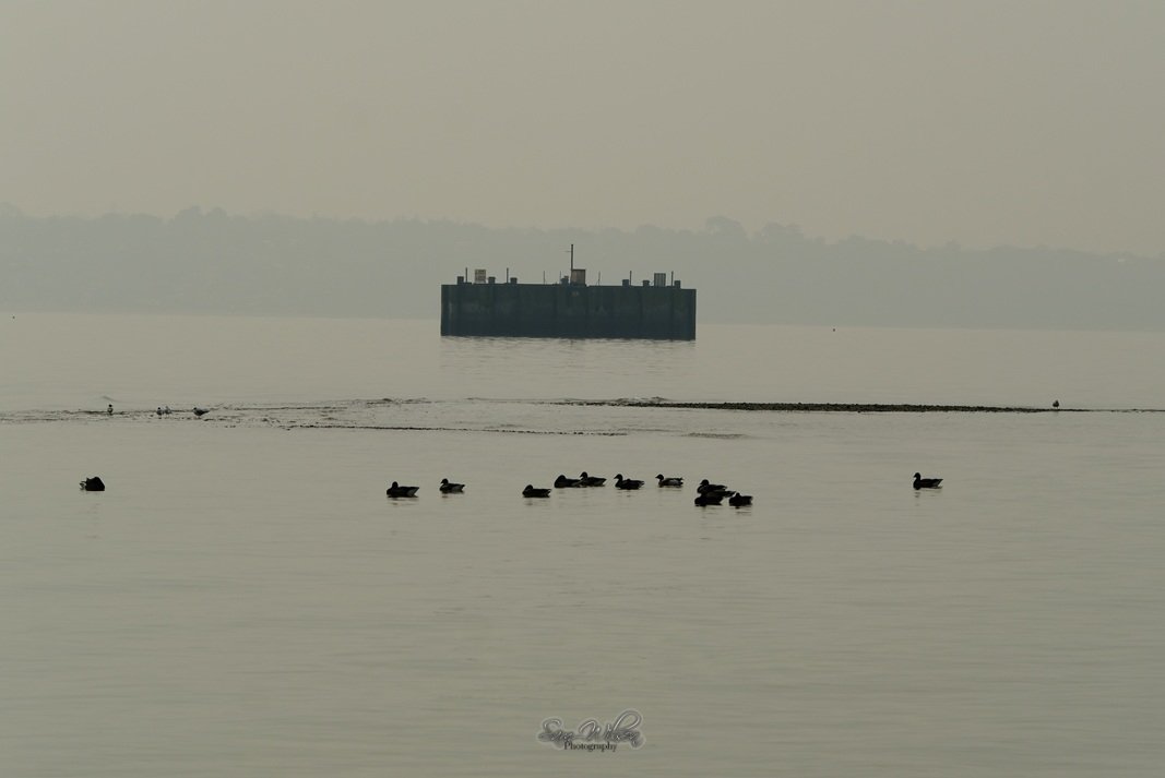 SamWlandscapes's tweet image. There was a mist at Calshot on Monday creating a minimalist feel #coastalphotography #landscapes