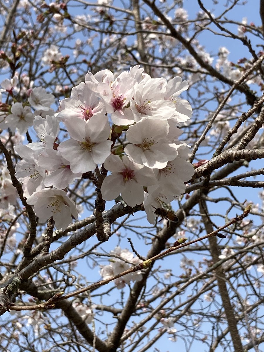 じゃむぽん tweet media