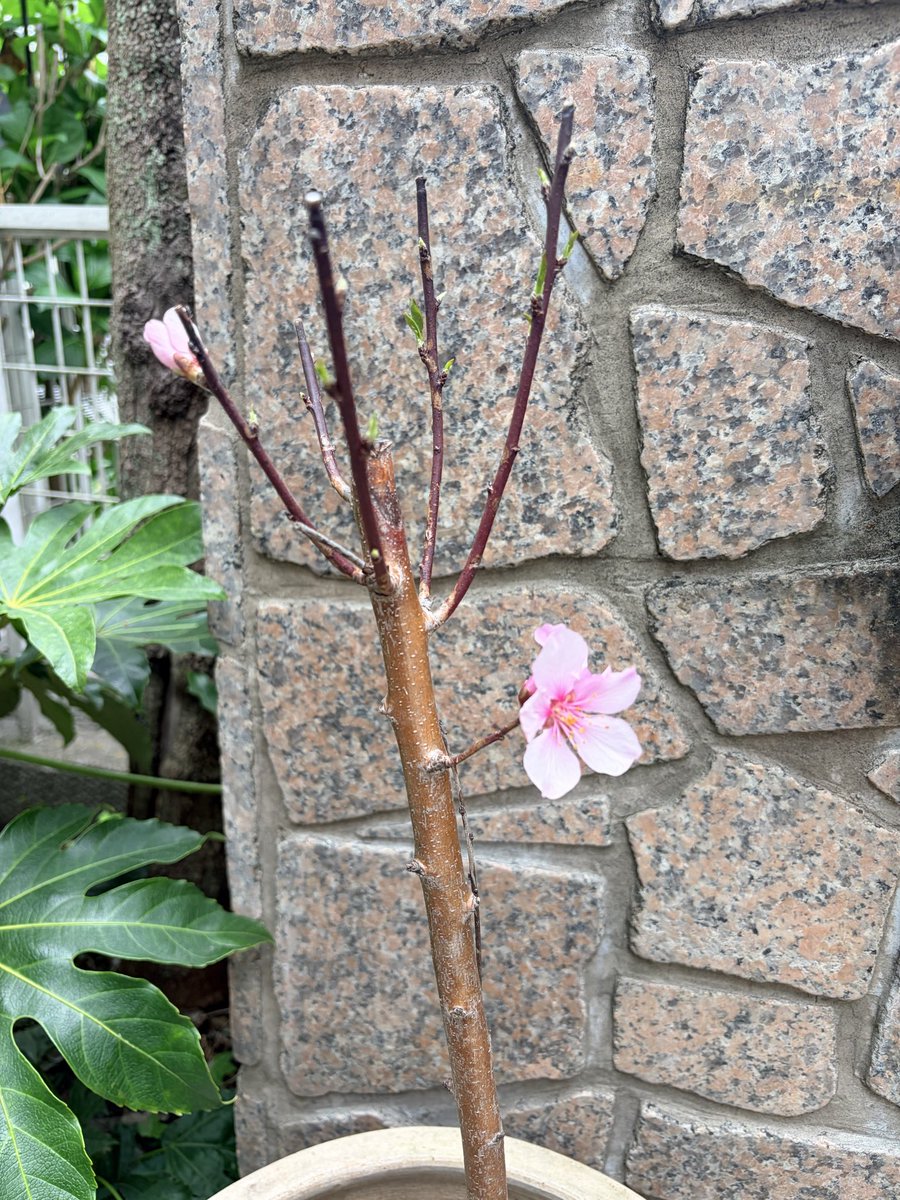 MuminTa623's tweet photo. アーモンドの花が咲きました
ソメイヨシノよりピンク色が濃く、花もひとまわり大きい
とにかく可愛い🩷 https://t.co/j7JLu21CJO